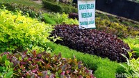 Ada imbauan agar traveler tidak merusak bunga-bunga cantik yang ada di taman ini. (Foto: Wahyu Setyo Widodo/detikcom)