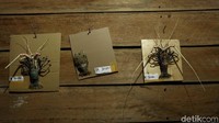 Selain dapat dikonsumsi, lobster juga banyak dicari untuk menjadi dekorasi.
