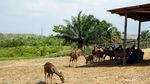Foto: Rusa-rusa Gagah Ikon Ibu Kota Baru