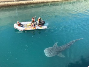 Hiu Paus yang Terjebak di Kanal PLTU Paiton Kembali ke Laut Lepas