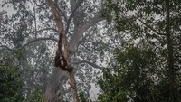 Kawasan konservasi Yayasan Borneo Orang Utan Survival Foundation (BOSF) juga ikut terbakar. Luasan yang terbakar sekitar 80 hektare, di Sei Daha dekat Pusat Penelitian Tuanan dan 60 hektar di Sei Mantangai, di Kabupaten Kapuas, Kalimantan tengah.