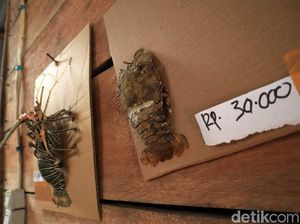 Tantangan Pedagang Menjual Lobster ke Luar Simeulue