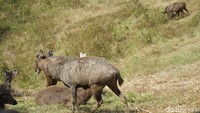 Rusa-rusa khas ini ditangkarkan di Desa Api-api, Kecamatan Waru, Penajam Paser Utara. Masing-masing rusa sudah ditandai dengan tag hijau di bagian telinganya. (Wahyu Setyo/detikcom)