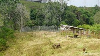 Rusa Sambar atau nama ilmiahnya Rusa unicolor memang hewan khas dari Penajam Paser Utara. Hewan ini termasuk endemik di Pulau Kalimantan dan Sumatera. (Wahyu Setyo/detikcom)