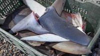 Sirip ikan hiu merupakan salah satu boga bahari atau makanan dari laut yang paling mahal. Kisaran harga jualnya mencapai $400 (Rp 5,632,460) per kilo nya. Foto: Istimewa