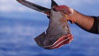 Meski populasinya terus menurun, tapi dikabarkan perburuan sirip ikan hiu ini masih tinggi.  Foto: Istimewa