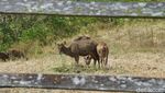 Foto: Rusa-rusa Gagah Ikon Ibu Kota Baru