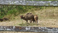 Pengelolaan tempat penangkaran rusa ini berada di bawah UPT Dinas Pembibitan dan Balai Inseminasi Buatan (BPIB) Dinas Peternakan Pemprov Kalimantan Timur. (Wahyu Setyo/detikcom)