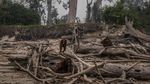 Miris! Karhutla Kalimantan Bikin Orangutan Tak Punya Rumah
