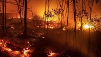 Pohon-pohon terbakar dan satwa hutan pun terancam punah. Ulet Ifansasti/Getty Images.
