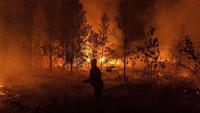 Api ini diduga berasal dari pembakaran untuk pembukaan lahan secara ilegal. Ulet Ifansasti/Getty Images.