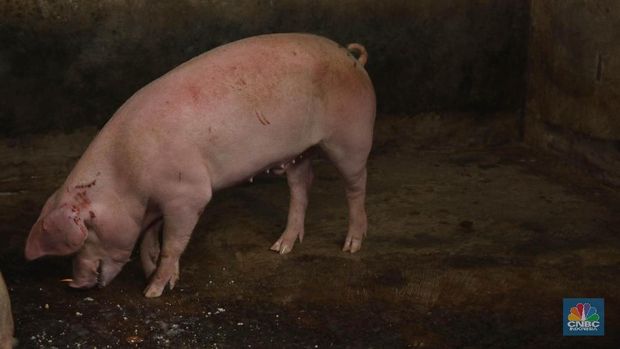 Misterius! 1.191 Babi Mati Mendadak di Bali, Ada Apa?