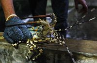 Lobster, salah satu keunggulan Sinabang (Rifkianto/detikcom)