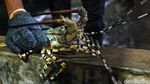 Meraup Untung Lewat Bisnis Ternak Lobster
