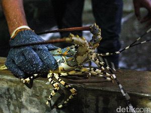 Icip Budi Daya Lobster Yuk! Modal Rp 1 Juta Bisa Dapat Puluhan Juta