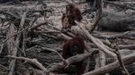 Miris! Karhutla Kalimantan Bikin Orangutan Tak Punya Rumah