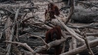 Kebakaran hutan dan lahan yang terjadi akhir-akhir ini di kawasan hutan Kalimantan itu diduga menjadi penyebab satwa dilindungi tersebut masuk ke kebun dan permukiman warga. Kebakaran hutan yang masih terjadi dikhawatirkan akan membuat semakin banyak satwa yang masuk ke kebun warga. Tidak ada pilihan bagi satwa selain mengungsi ke tempat yang aman dari kebakaran lahan.