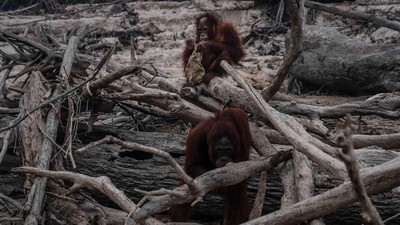 Miris! Karhutla Kalimantan Bikin Orangutan Tak Punya Rumah