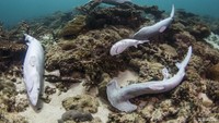 Banyak juga ikan hiu yang setelah semua siripnya diambil, dilepaskan begitu saja ke lautan, hingga akhirnya mati di dasar laut. Foto: Istimewa
