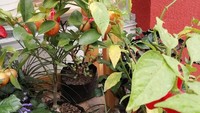 Uniknya kafe ini menawarkan pengalaman baru dalam mencoba buah, untuk para penggemar buah yang datang ke sana. Tentunya dengan buah-buah eksotik yang menarik untuk dicoba. Foto: Instagram @uba.co