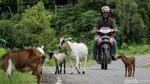 Agen BRILink Tempuh Ratusan Kilometer Demi Bantu Ekonomi Warga