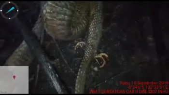 Cerita ular berkaki ini diawali kehebohannya dengan video Youtube dari Kantor Penanggulangan Bencana Daerah, Indragiri Hulu saat tim mereka memadamkan kebakaran hutan (dok KPBD Indragiri Hulu)