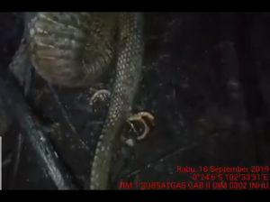 Ada Ular Berkaki di Kebakaran Hutan Riau, Ini Kata Ahlinya