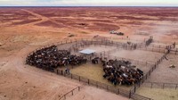 Ke Australia Selatan ada peternakan Anna Creek Station, ini merupakan peternakan daging sapi. Dengan luas tanah 2,4 hektar. Ada sekitar 16.500 sapi yang dibesarkan di sini. Foto: Istimewa