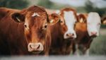 10 Peternakan Terbesar di Dunia Ini Hasilkan Daging hingga Susu Segar