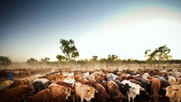 Jangan heran kenapa daging sapi Australia sering diimpor ke berbagai negara. Karena negara ini punya banyak peternakan sapi, salah satuinya Alexandria. Memiliki luas 1,6 hektar, ada 55.000 sapi yang ada di sini. Foto: Istimewa