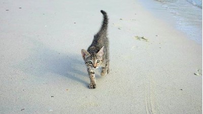 Foto: Perkenalkan Gracie, Si Kucing Pantai
