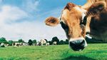 10 Peternakan Terbesar di Dunia Ini Hasilkan Daging hingga Susu Segar