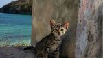 Foto: Perkenalkan Gracie, Si Kucing Pantai