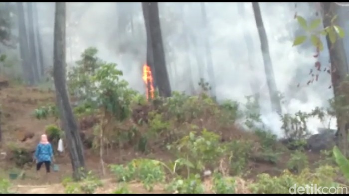Hutan Pinus Di Gunung Geulis Learning Center Brebes Terbakar Hutan Pinus Di Gunung Geulis Learning Center Brebes Terbakar