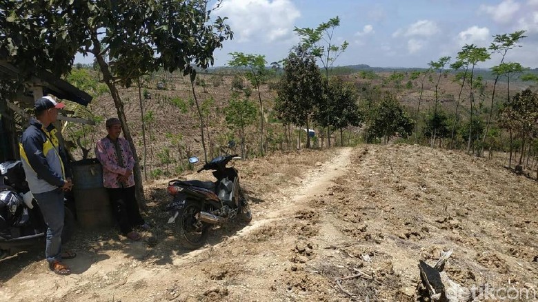 Jeritan Petani Jagung Tulungagung Gegara Pupuk Subsidi Masih Diblokir Jeritan Petani Jagung Tulungagung Gegara Pupuk Subsidi Masih Diblokir