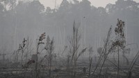 Terbakarnya area Taman Nasional Sebangau diduga akibat api yang menjalar dari kebakaran lahan warga.