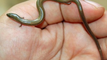 Ukuran hewan unik ini hanya sepanjang telapak tangan (Wikipedia)