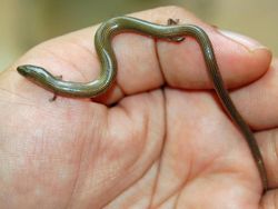 Potret Ular Berkaki di Dunia Nyata