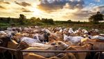10 Peternakan Terbesar di Dunia Ini Hasilkan Daging hingga Susu Segar