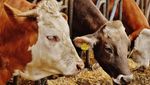 10 Peternakan Terbesar di Dunia Ini Hasilkan Daging hingga Susu Segar