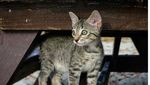 Foto: Perkenalkan Gracie, Si Kucing Pantai