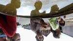 Asyiknya Anak-anak Pulau Terluar RI Bermain Permainan Tradisional