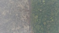 Foto udara lahan hutan Taman Nasional Sebangau yang telah terbakar.