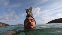 Gracie ditemukan Mike Usher dari di St John, Kepulauan Virgin, Amerika Serikat. Kucing kecil ini bersembunyi di sebuah lubang kecil di balik tembok kota. (Foto: graciegoesadventuring/Instagram)