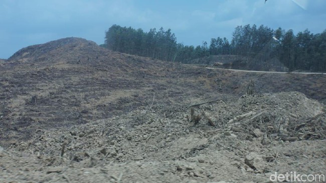 Tanoto Mau Kembalikan Konsesi Lahan ke Pemerintah untuk Ibu Kota