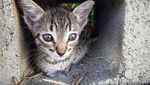 Foto: Perkenalkan Gracie, Si Kucing Pantai