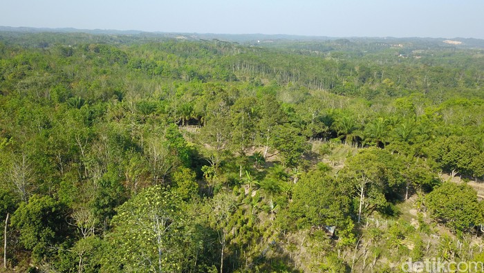 Penampakan Hutan Penajam yang Bakal Jadi Ibu Kota Baru Lokasi ibu kota negara yang baru di Kabupaten Penajam Paser Utara (PPU) dipastikan akan di kelilingi oleh hutan. Hijau dan asri, beginilah penampakannya.