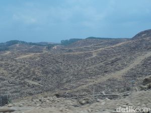 Menapaki Langkah ke Hutan Industri, Lokasi Calon Ibu Kota RI
