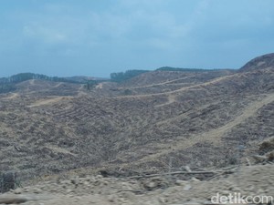Menapaki Langkah ke Hutan Industri, Lokasi Calon Ibu Kota RI
