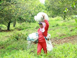 Niat Ibadah berangkat berkebun dengan keikhlasan dan melatih